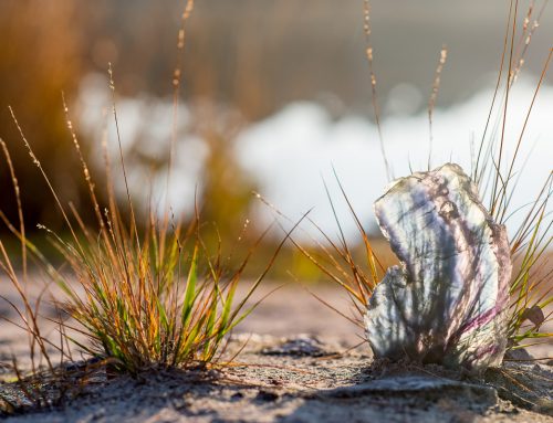 Lente Equinox en Herfstequinox